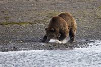 Grizzly Bear at Clark's Lake National Park